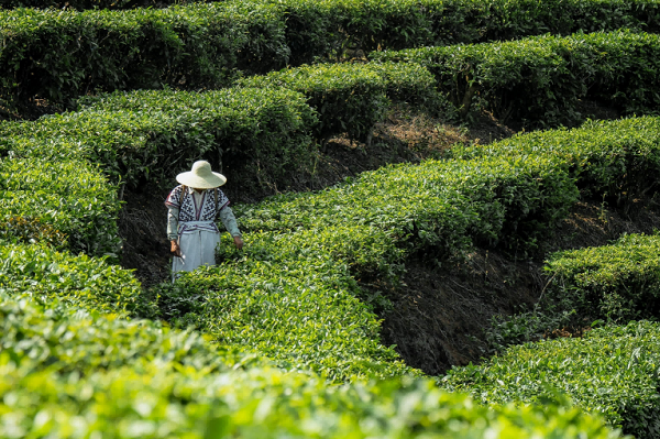 茶叶传统优质产地